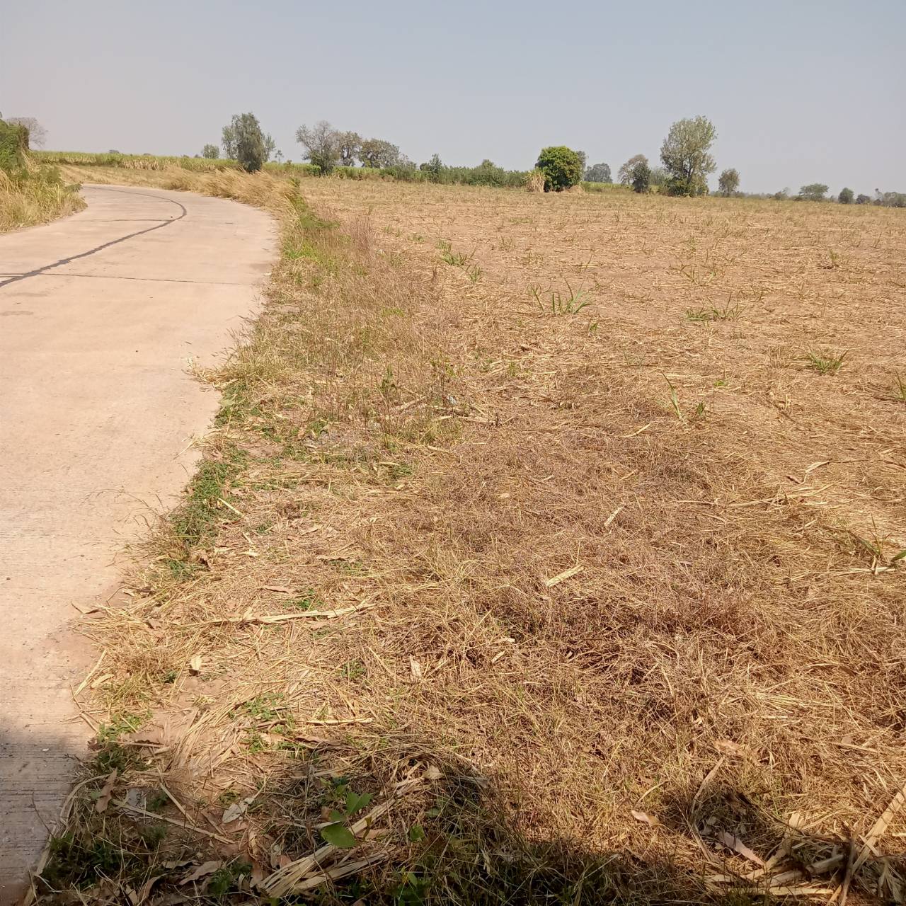 ขายที่ดินแปลงสวย ต.โนนค่า อ.สูงเนิน จ.นครราชสีมา 3